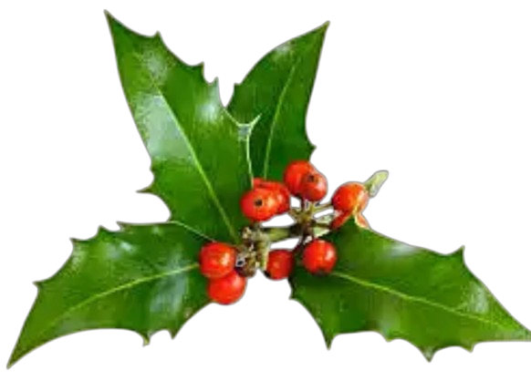 Holly leaves